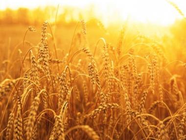 Износът на пшеница през Пристанище Варна е скочил с 10%