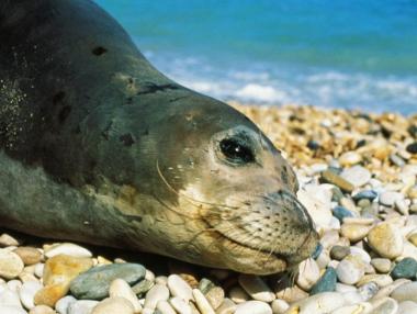 Топ 10 на местата в Гърция за любители на животни