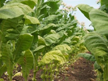 Тютюнопроизводителите ще получат по-малко субсидии тази година