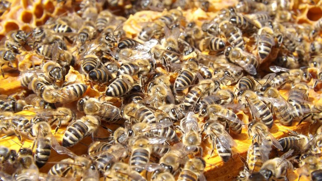 Започва подписването на договори за пчелни кошери