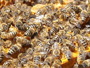 Започва подписването на договори за пчелни кошери