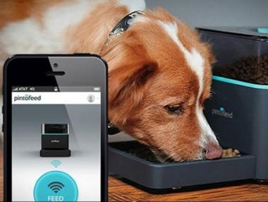 Охранителна фирма създаде „умна“ хранилка за животни с европари