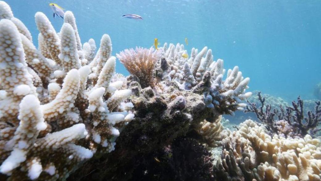 Побеляха коралите в Големия бариерен риф