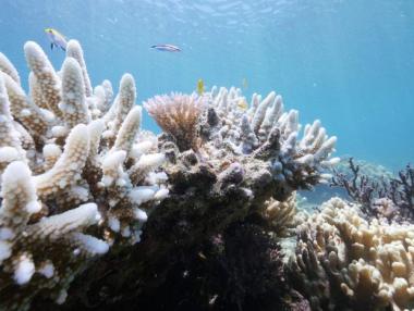 Побеляха коралите в Големия бариерен риф