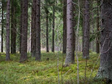 Финландия продава тишина