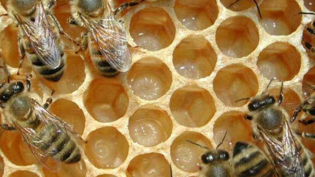 От 27 март приемат документи по мярка Е от пчеларската програма