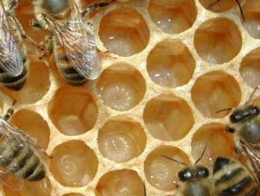 От 27 март приемат документи по мярка Е от пчеларската програма