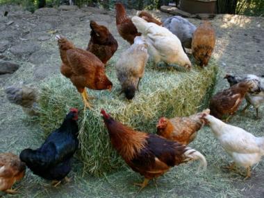 Започна изплащането на субсидии за хуманно отношение към птиците