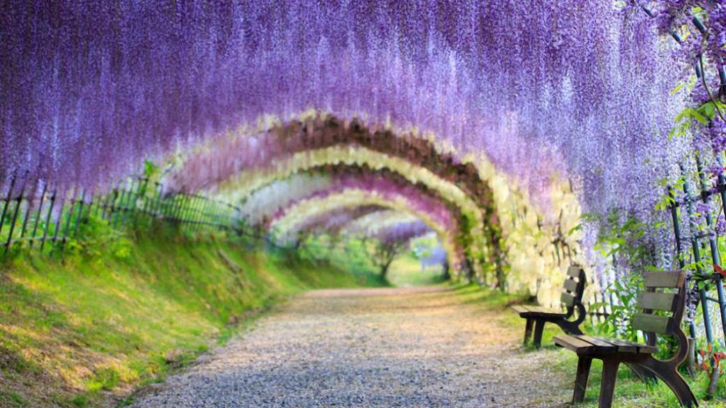 Цветен тунел като от приказките радва туристите в Япония