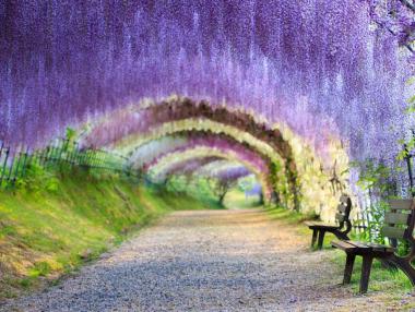 Цветен тунел като от приказките радва туристите в Япония