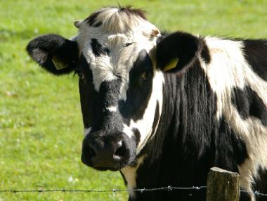 Животновъдите са готови да блокират пътища в страната