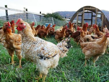 Фонд „Земеделие“ преведе 9.1 млн. лв. за хуманно отношение към птиците