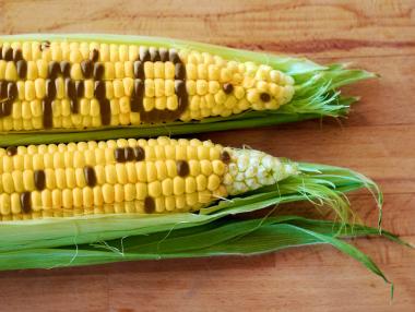 Европейските правителства са против навлизането на ГМО