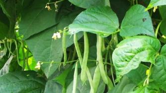 Фонд „Земеделие“ преведе над 30 млн. лв. за протеинови култури