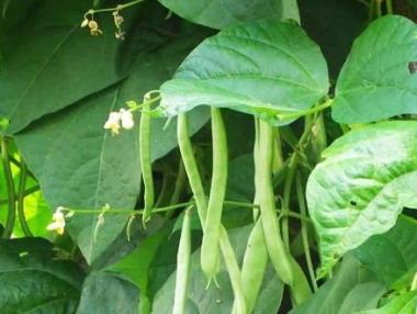 Фонд „Земеделие“ преведе над 30 млн. лв. за протеинови култури