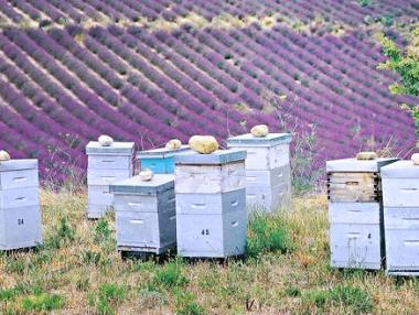 Фонд „Земеделие“ изплати 17.5 млн. лв. за агроекология и биоземеделие