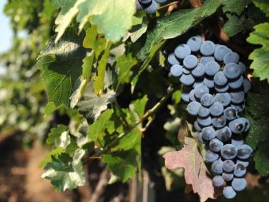 От 9 май започва прием на заявления за преструктуриране и конверсия на лозя