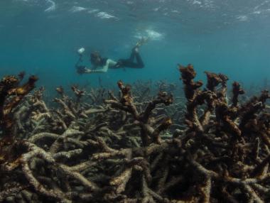Изкуствени облаци може да спасят Големия бариерен риф