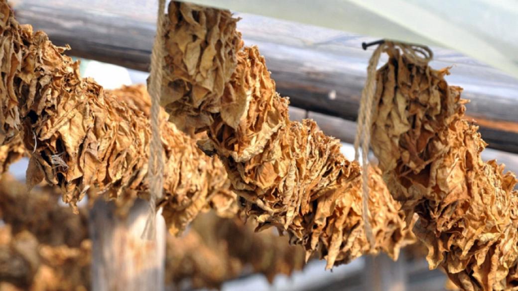 Тютюнопроизводителите започнаха с разсаждането на тютюна за 2017 г.