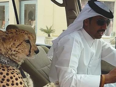 12 необичайни гледки, които може да видите само в Дубай