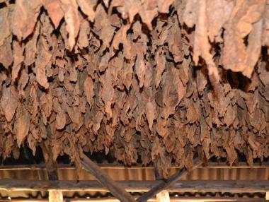 Изплатиха всички пари за тютюн за 2016 г.