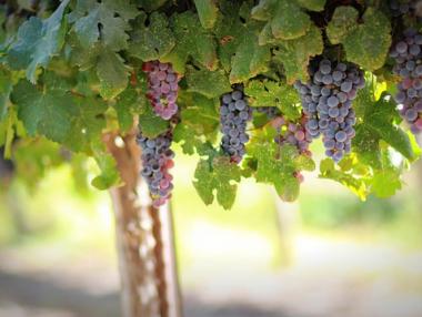 Започна приемът на заявления за преструктуриране на лозя