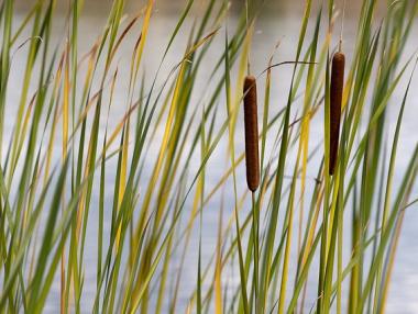 Папурът за топлоизолация: Новите възможности пред България