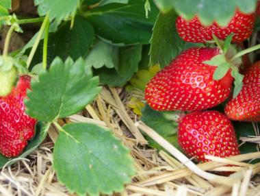 Фонд „Земеделие“ преведе 1.8 млн. лв. за борба с вредителите