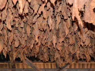 Последен ден за вписване на тютюнопроизводителите в регистъра