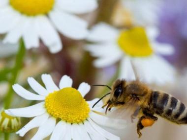 Пчеларите могат да подават заявления за плащане от 5 юни