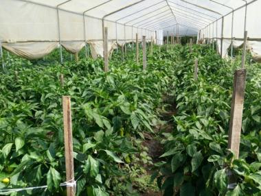 Производителите на плодове и зеленчуци получиха 12 млн. лв. субсидии