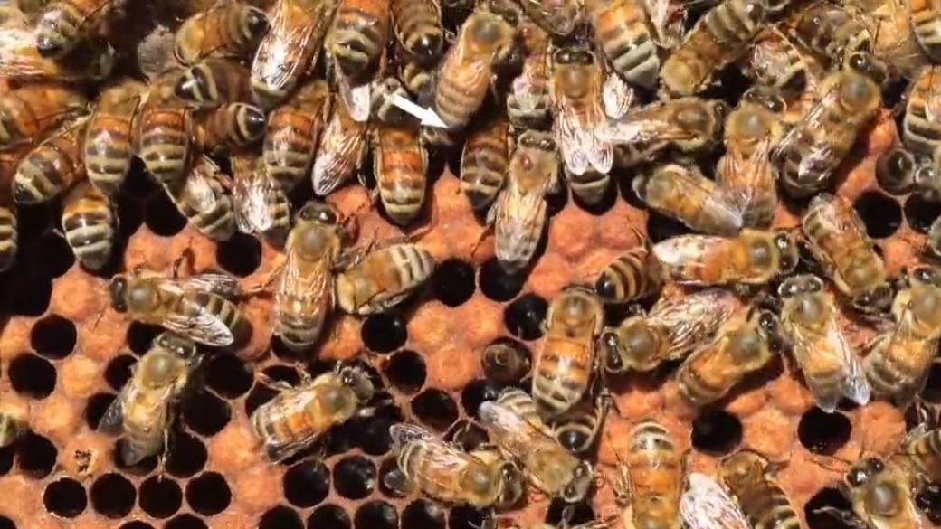 Шведи ще спасяват пчелите с изкуствен интелект