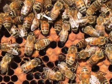 Шведи ще спасяват пчелите с изкуствен интелект