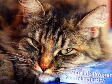 Запознайте се котката, която е съавтор на статия по физика