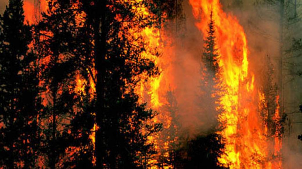 Горски пожари в Португалия взеха близо 60 жертви