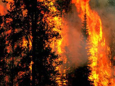 Горски пожари в Португалия взеха близо 60 жертви