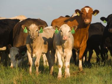 Животновъдите ще получат 11.3 млн. лв. извънредна помощ