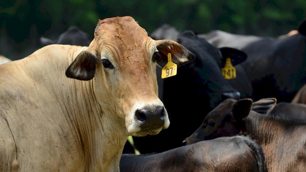 В Индия отново могат да се колят говеда