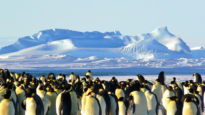 Императорският пингвин е заплашен от изчезване до края на века