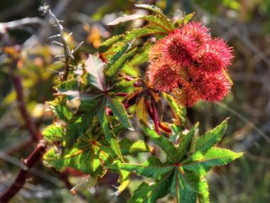 9-те най-опасни растения в света