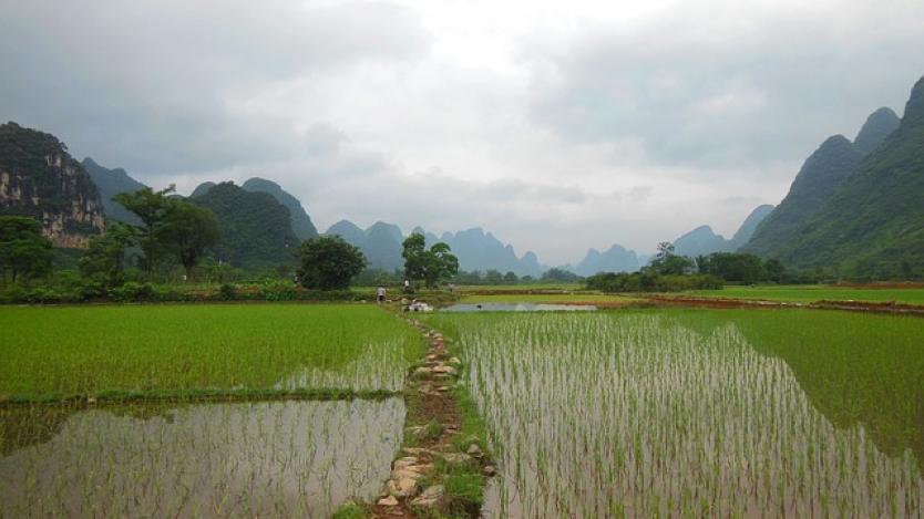 Китай за първи път ще внася ориз от САЩ