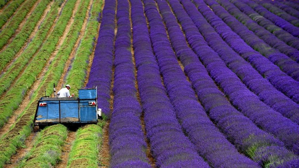 Добивът на лавандулово масло достигна рекордни нива