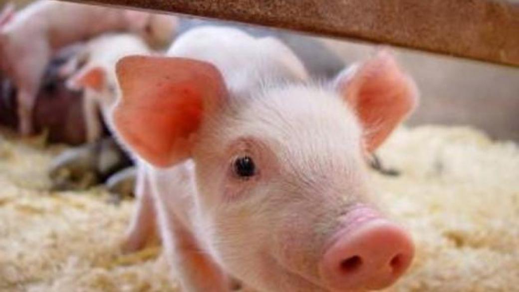 Свиневъдите ще получат 178 млн. лв. държавна помощ