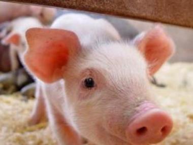 Свиневъдите ще получат 178 млн. лв. държавна помощ