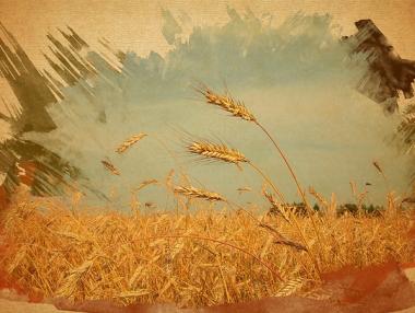 Рекордна реколта от пшеница тази година