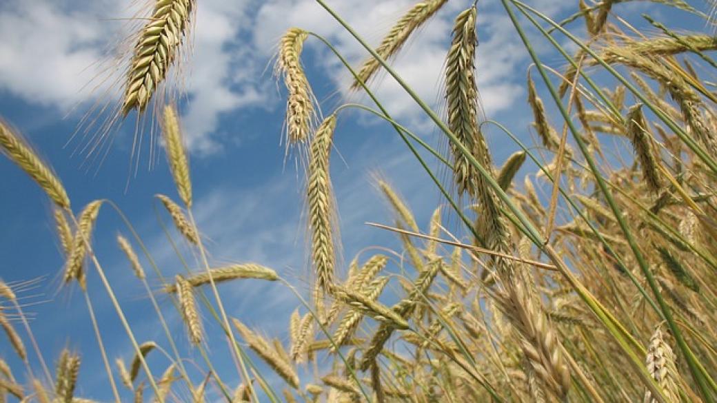 Фонд „Земеделие“ отпуска 5 млн. лева за нисколихвени кредити на зърнопроизводителите