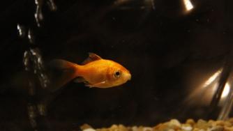 Белгийски хотел предлага на самотните си гости златна рибка срещу €3,50 на вечер