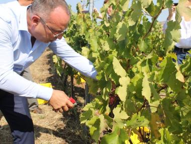 200 000 тона грозде отиват за вино тази година