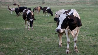 Фонд „Земеделие“ изплати още 800 хил. лв. за биоживотновъдство