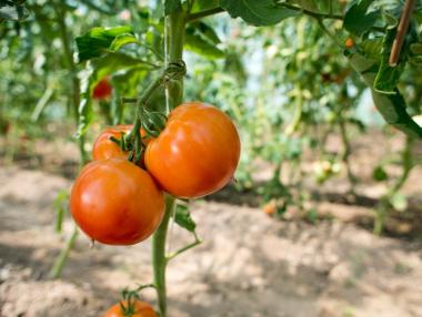 Голяма финландска компания търси български плодове и зеленчуци